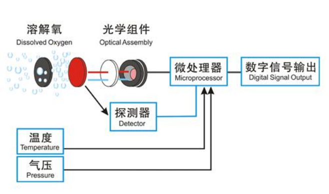 optical dissolved oxygen sensor working principle.png