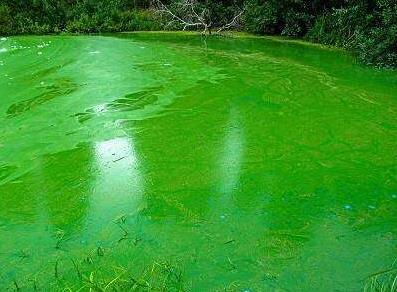 Algal blooms.jpg