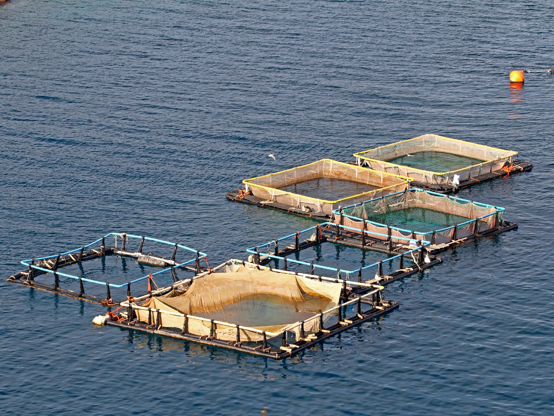 Aquaculture(1).jpg