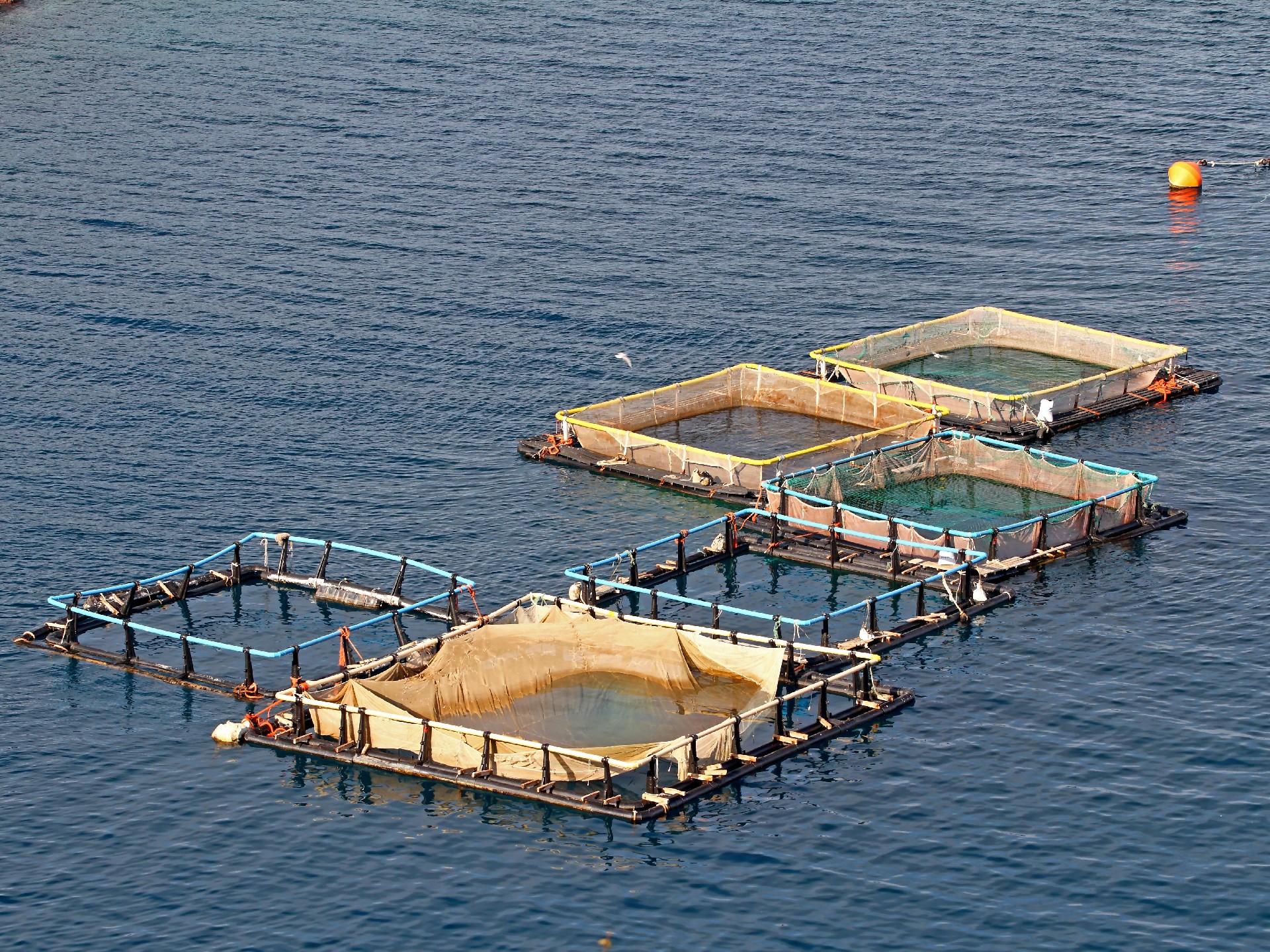 Aquaculture (1).jpg