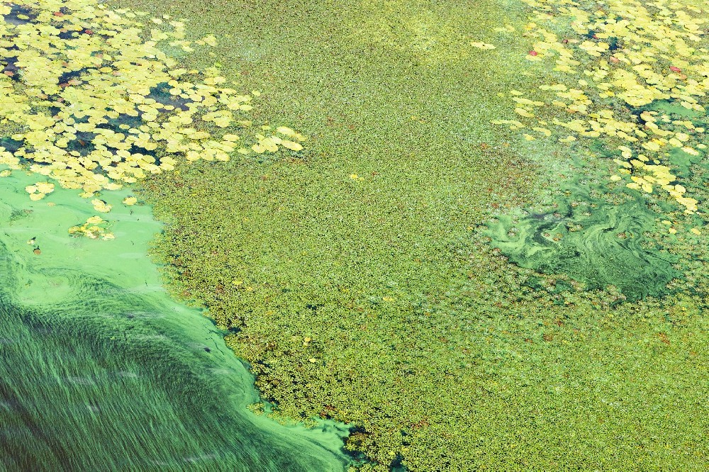 blue-green algae.jpg