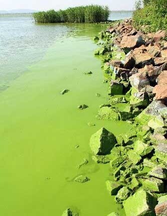 algae.jpg